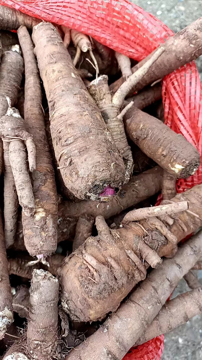 川白芷鲜货大量供应产地一手货源整车走货