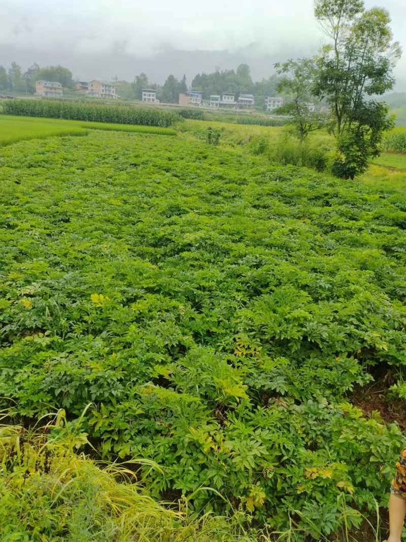 川白芷鲜货大量供应产地一手货源整车走货