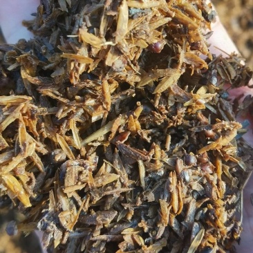 鲜酒糟气味香醇适口性好欢迎来电咨询下单