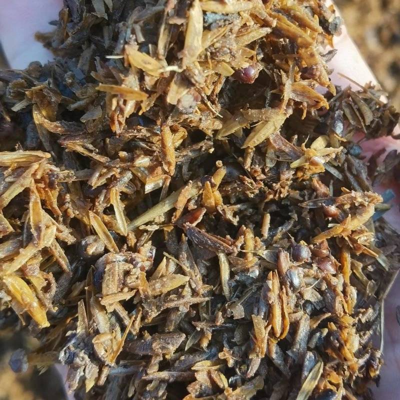 鲜酒糟气味香醇适口性好欢迎来电咨询下单