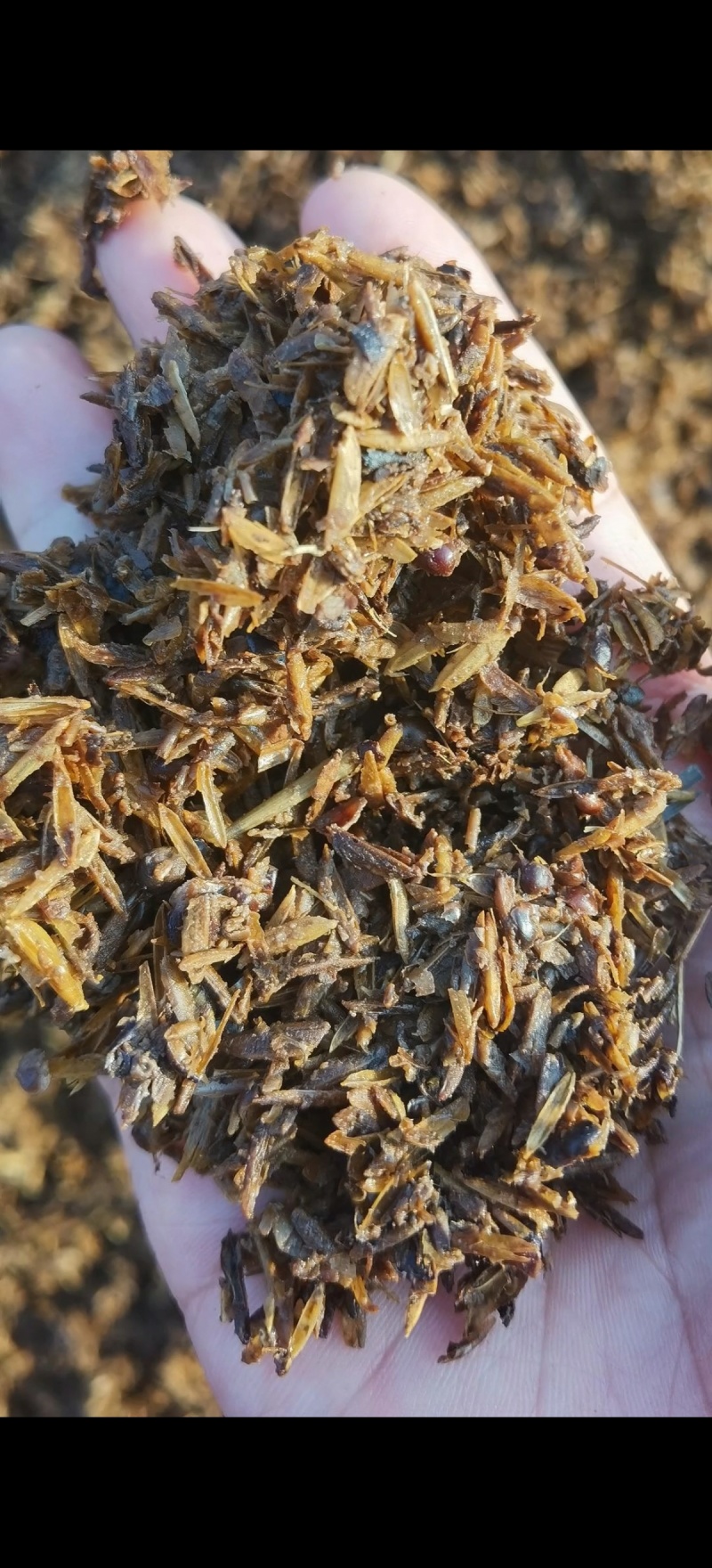 鲜酒糟气味香醇适口性好欢迎来电咨询下单