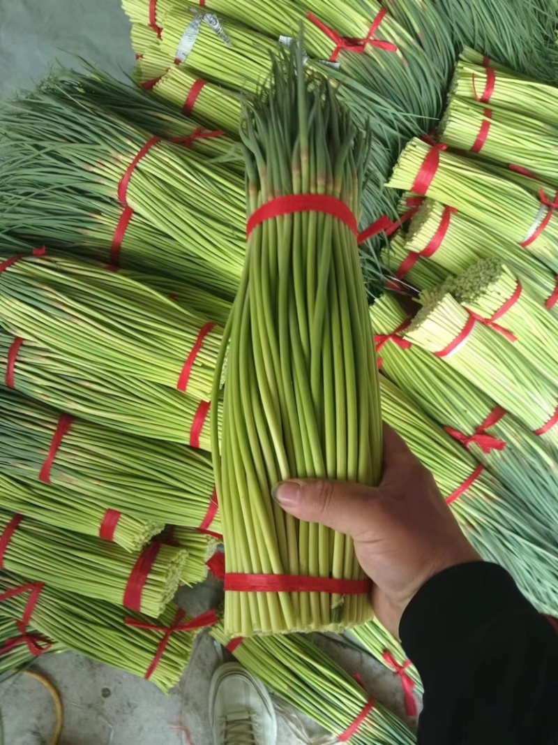 开封通许蒜苔大量上市价格美丽售后无忧质量保证