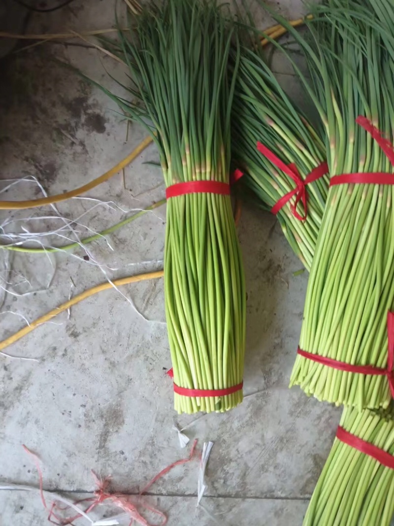 开封通许蒜苔大量上市价格美丽售后无忧质量保证