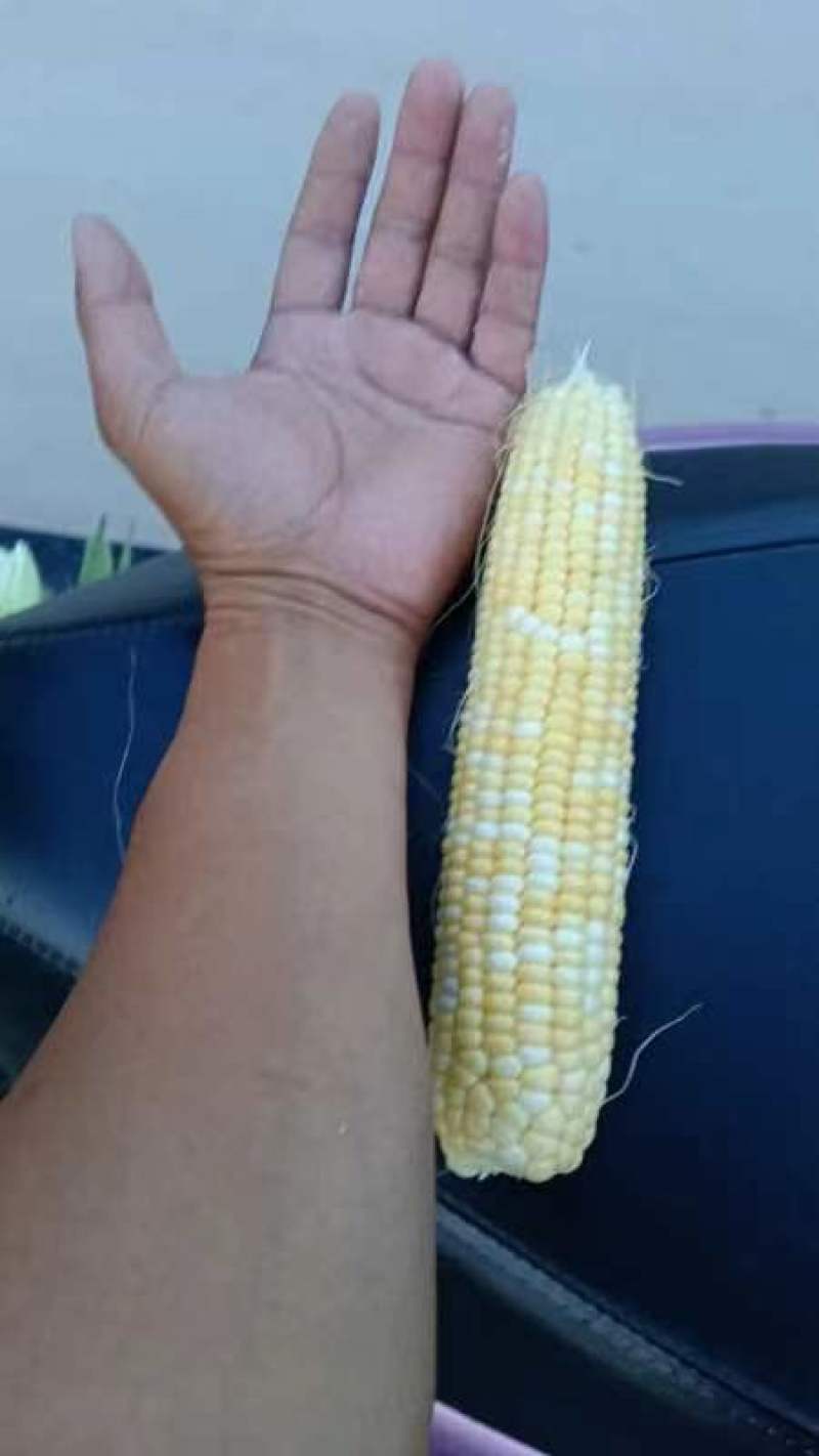 水果玉米白粘糯玉米
