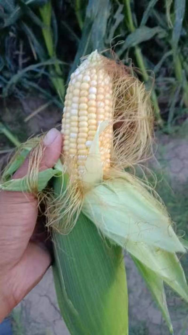 水果玉米白粘糯玉米