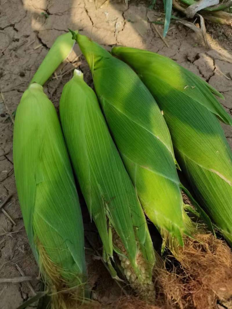 水果玉米白粘糯玉米