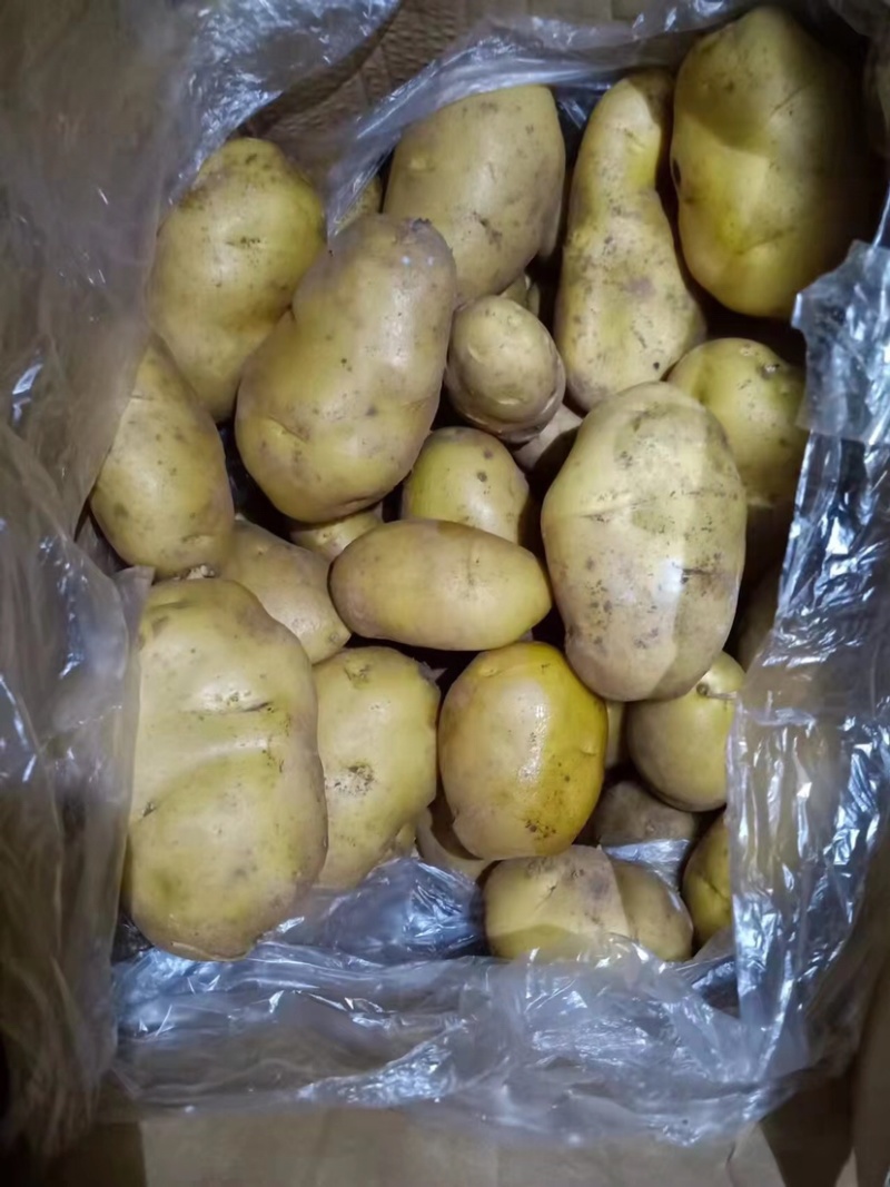 开封通许土豆大量上市，质量保证售后无忧欢迎采购