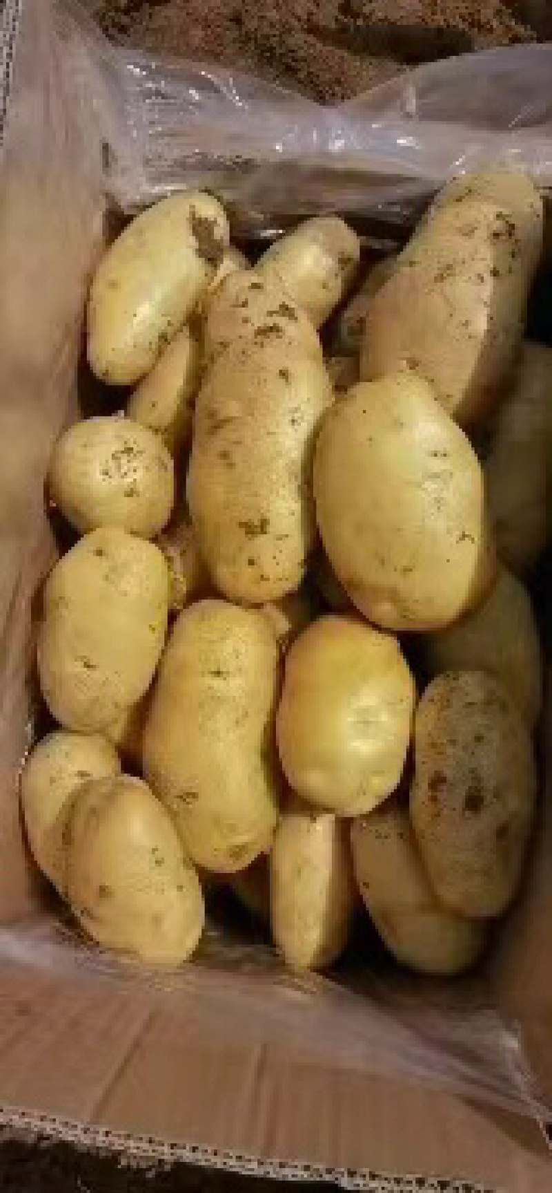 开封通许土豆大量上市，质量保证售后无忧欢迎采购
