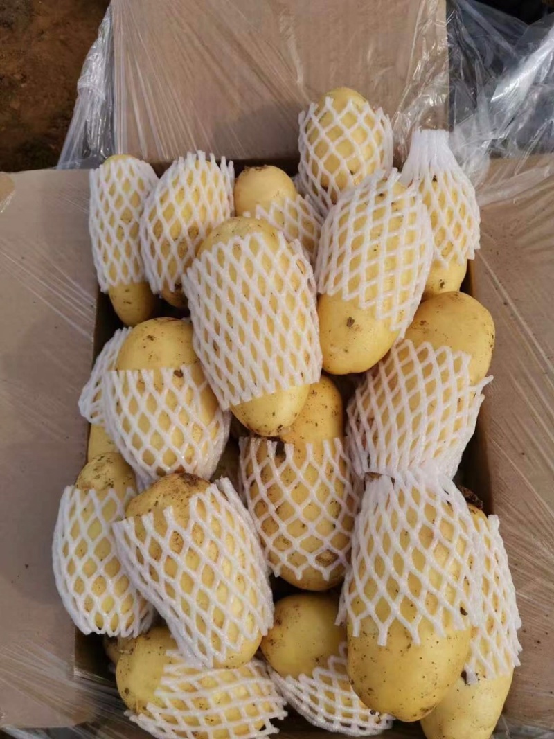 开封通许土豆大量上市，质量保证售后无忧欢迎采购