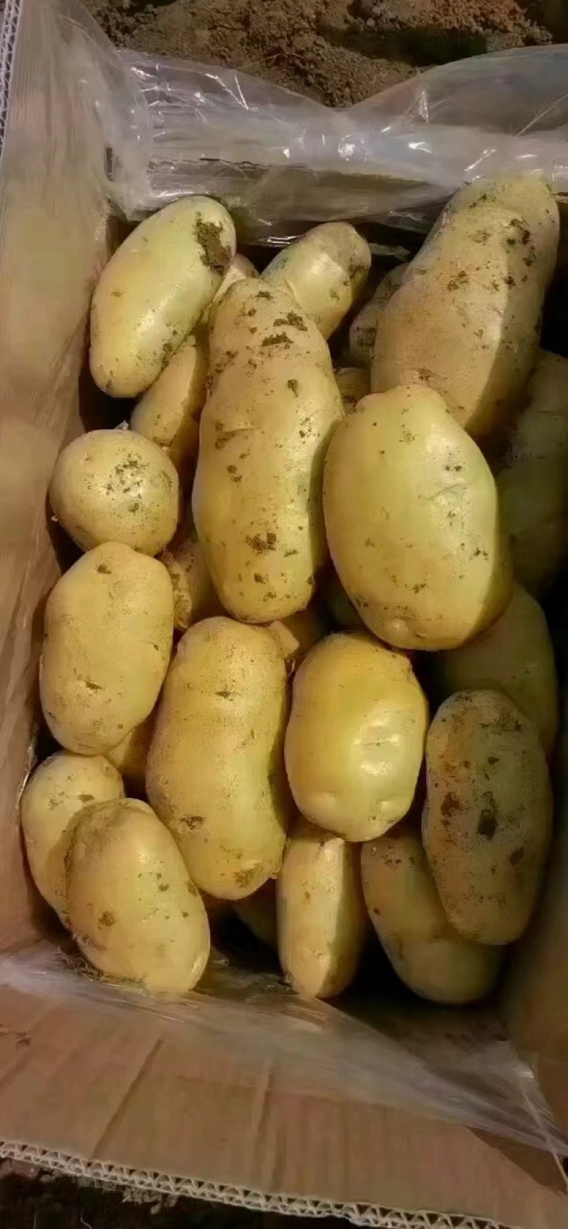 开封通许土豆大量上市，质量保证售后无忧欢迎采购