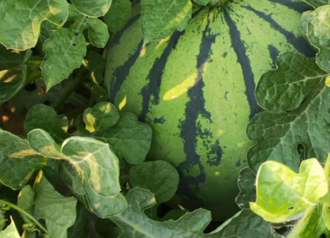 展示一个甜王西瓜的底部,清晰可见明显的黄色地斑区域 甜王西瓜底部地斑示意图