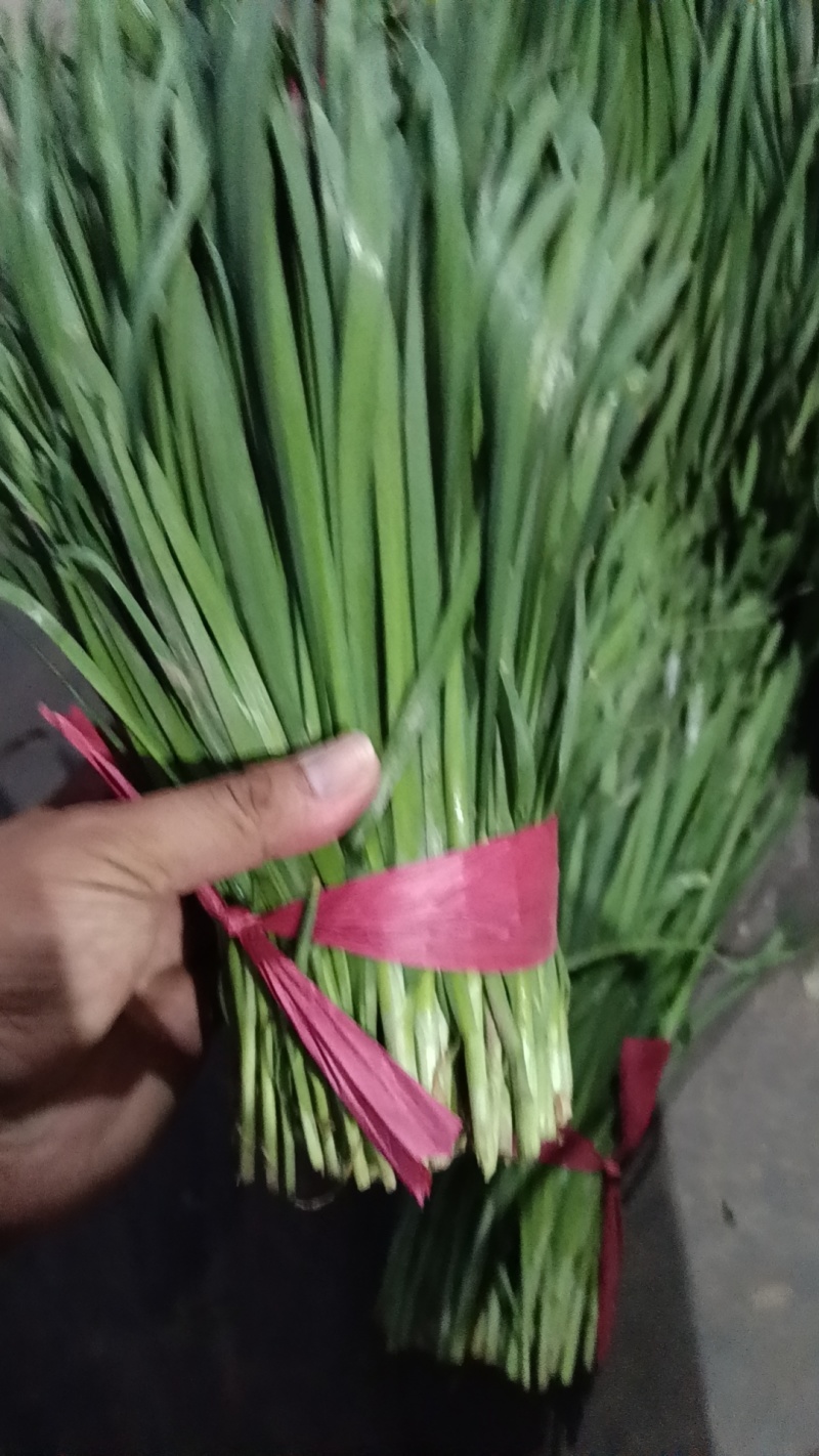 精品韭菜大量上市，欢迎咨询订购！