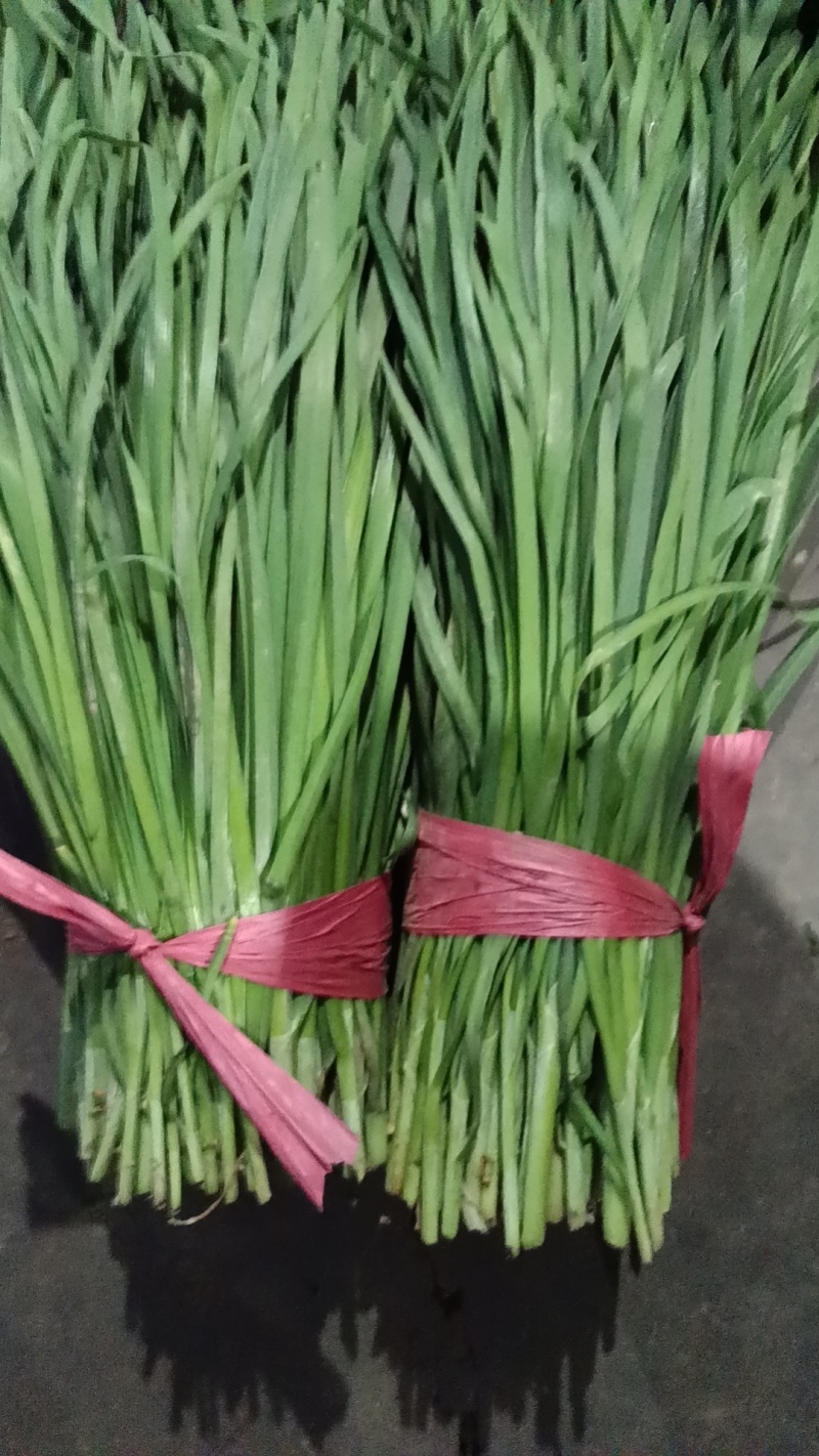 精品韭菜大量上市，欢迎咨询订购！