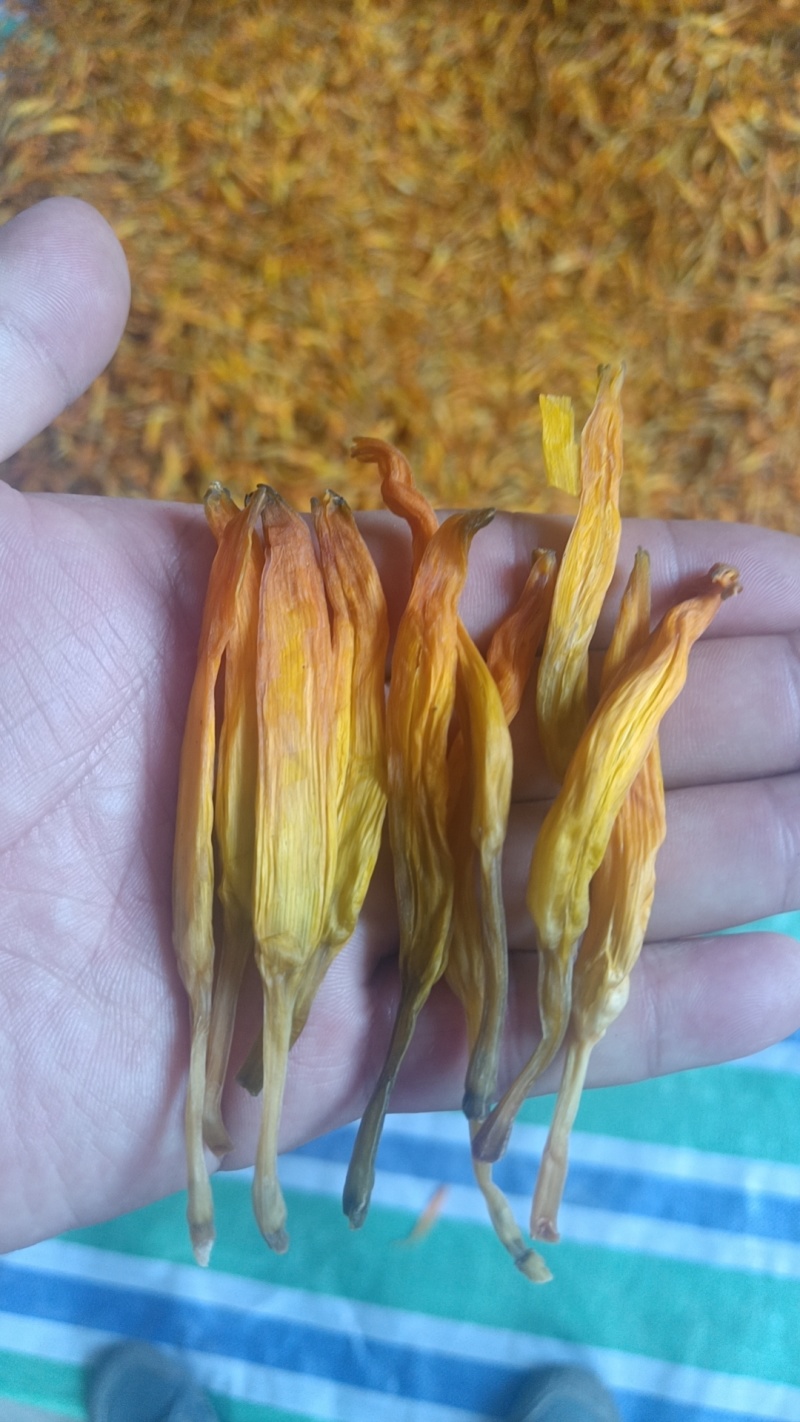 台湾黄花菜