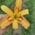 台湾黄花菜