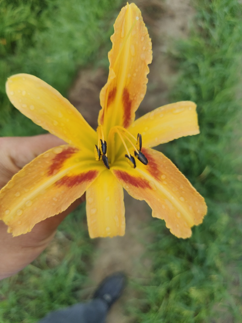 台湾黄花菜