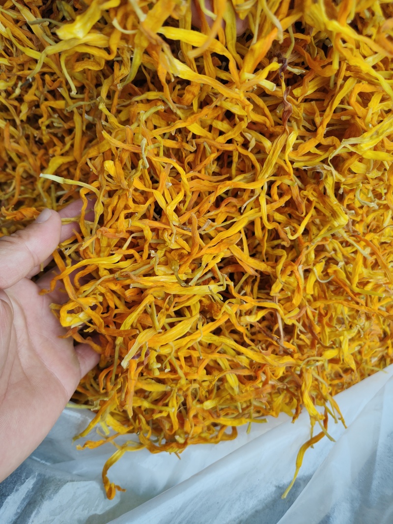 台湾黄花菜