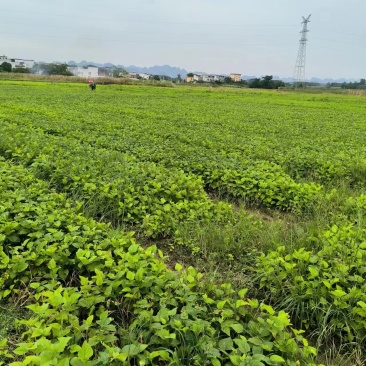 养蚕大叶桑树苗蚕桑苗优质品种规格齐全基地现挖现发不活包赔