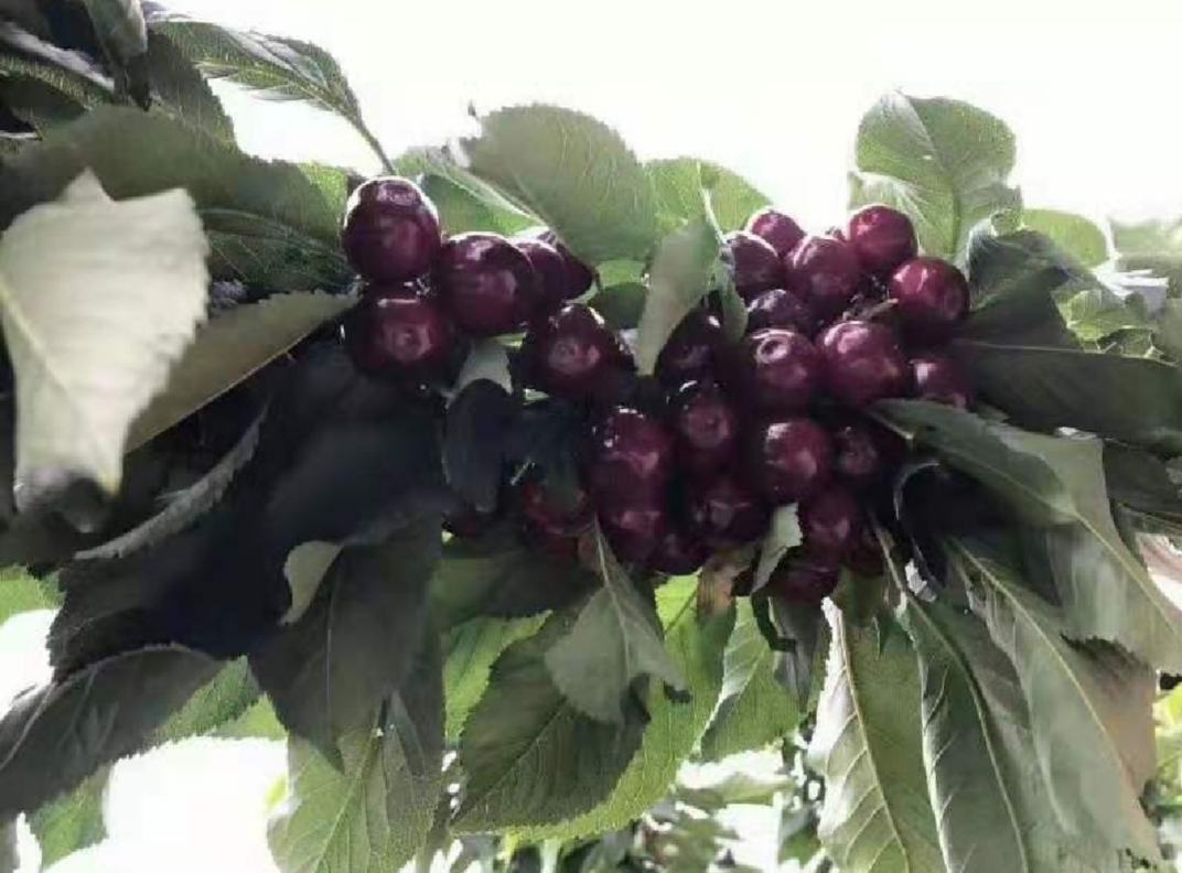 一片繁茂的车厘子果园,成熟的红色果实挂满枝头 车厘子果园