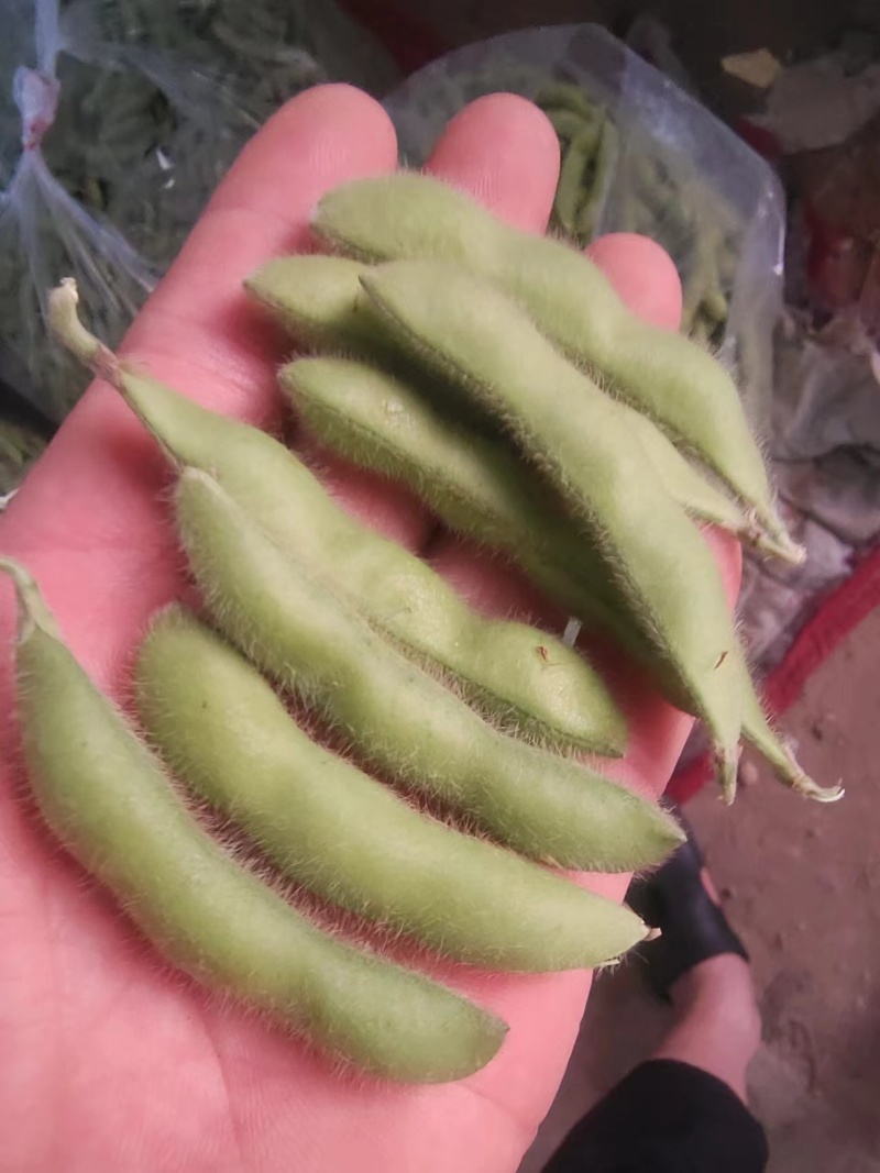 翠绿宝毛豆大量上市对接实力商家，大量批发