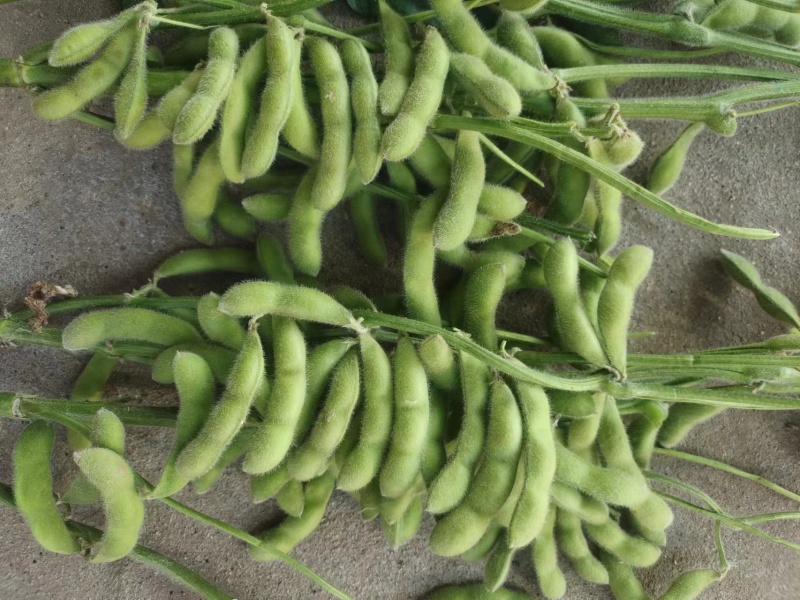 翠绿宝毛豆大量上市对接实力商家，大量批发