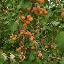 新疆阿克苏小红杏，大量上市中