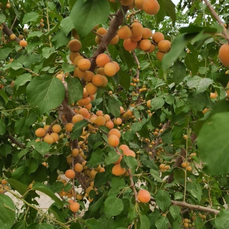 新疆阿克苏小红杏，大量上市中