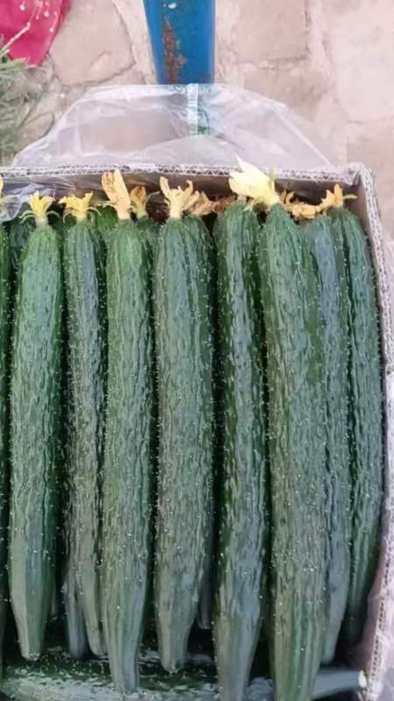 大棚黄瓜大量上市，鲜花黄瓜，欢迎新老客户采购