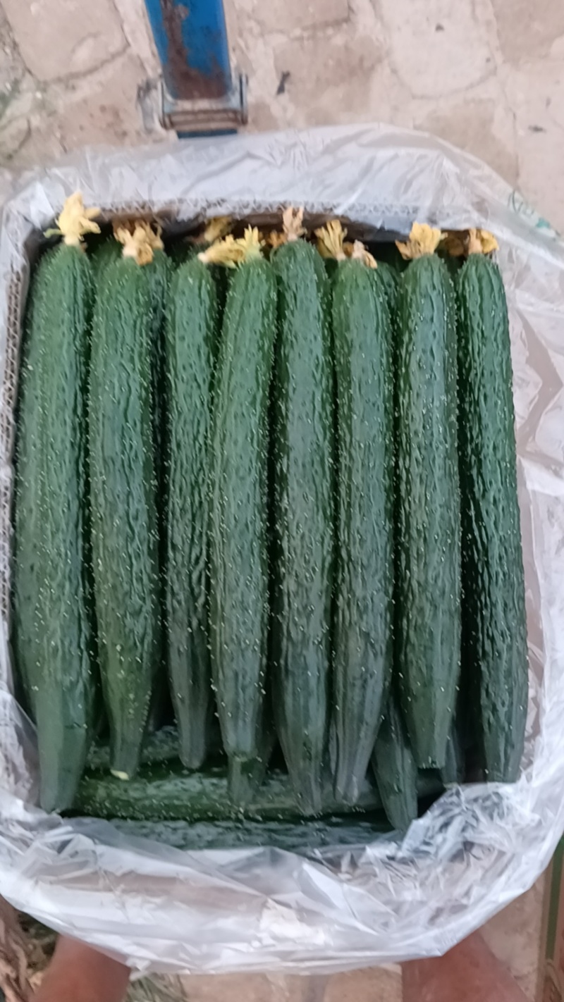 大棚黄瓜大量上市，鲜花黄瓜，欢迎新老客户采购
