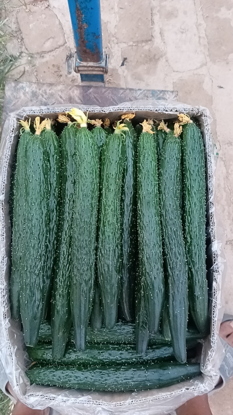 大棚黄瓜大量上市，鲜花黄瓜，欢迎新老客户采购