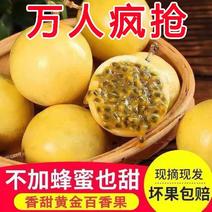 广西钦州黄金百香果，钦蜜9号百香果，产地直发，大量有货