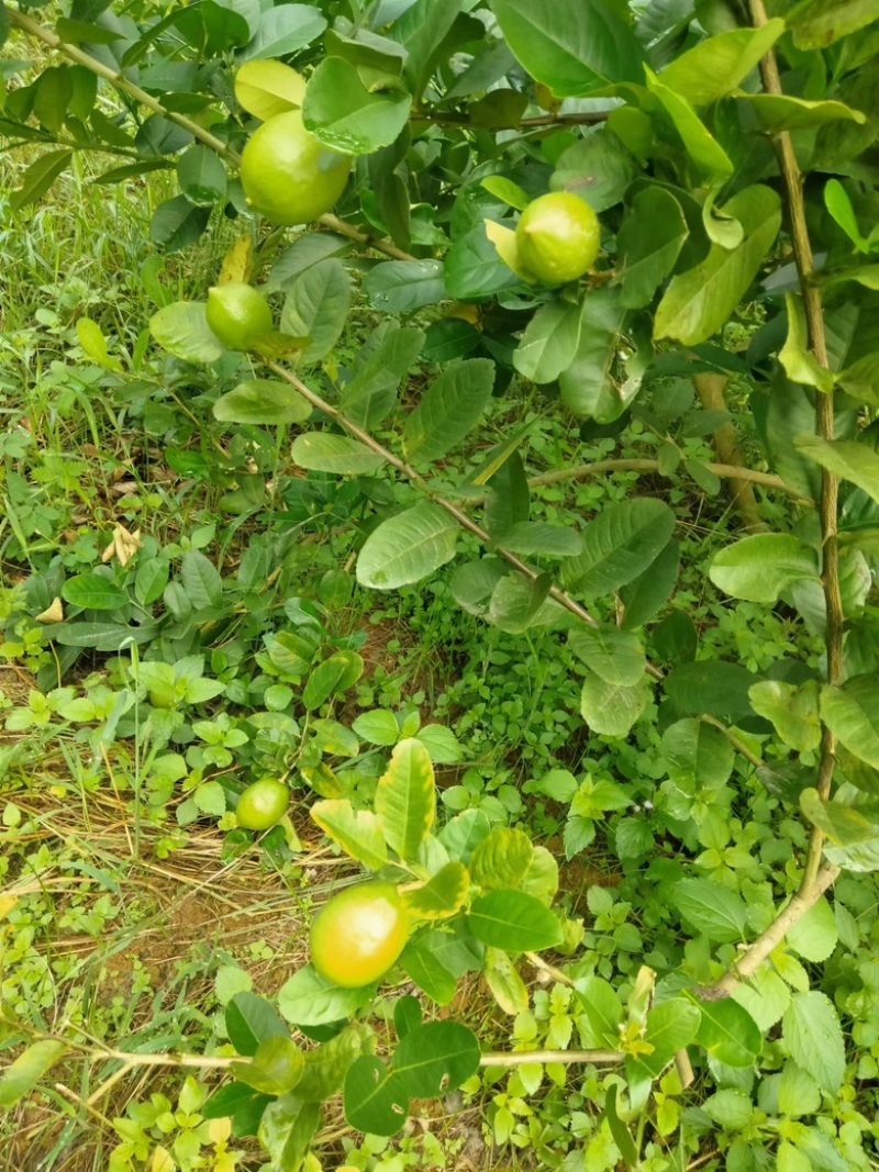 广东香水柠檬自家果园量大从优品质保证