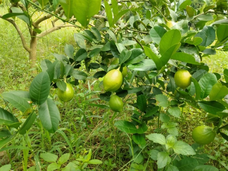 广东香水柠檬自家果园量大从优品质保证