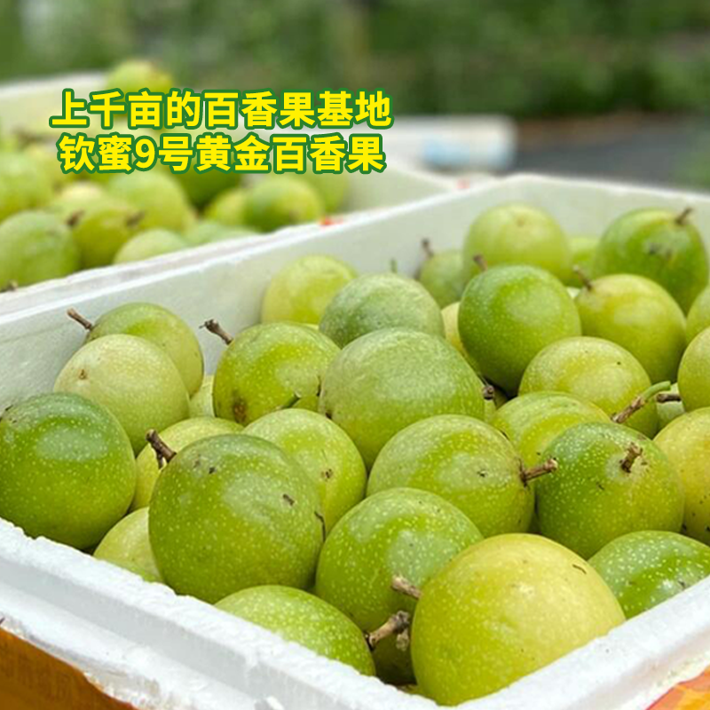 钦蜜9号百香果，原产地直发，广西百香果，大量有货