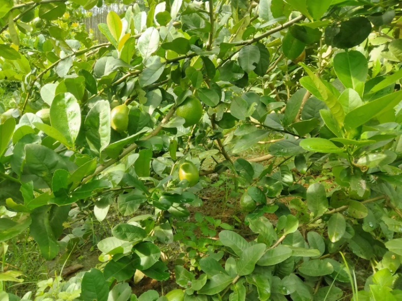 香水柠檬全面有货量大从优品质保证