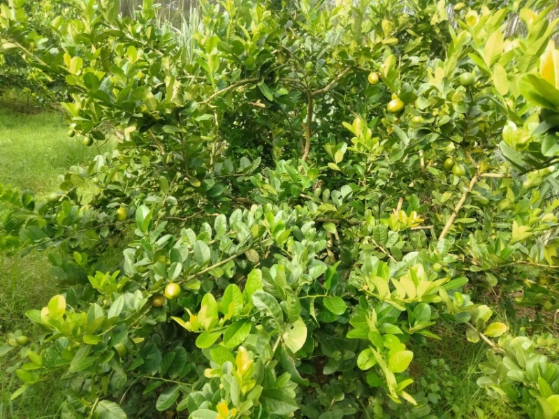 香水柠檬全面有货量大从优品质保证