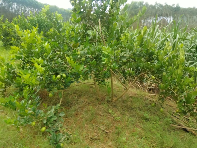 香水柠檬全面有货量大从优品质保证