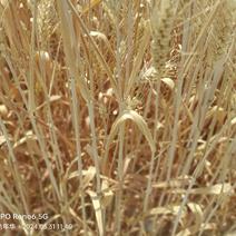 精品麦子秸秆原料量大质优价格欢迎咨询采购