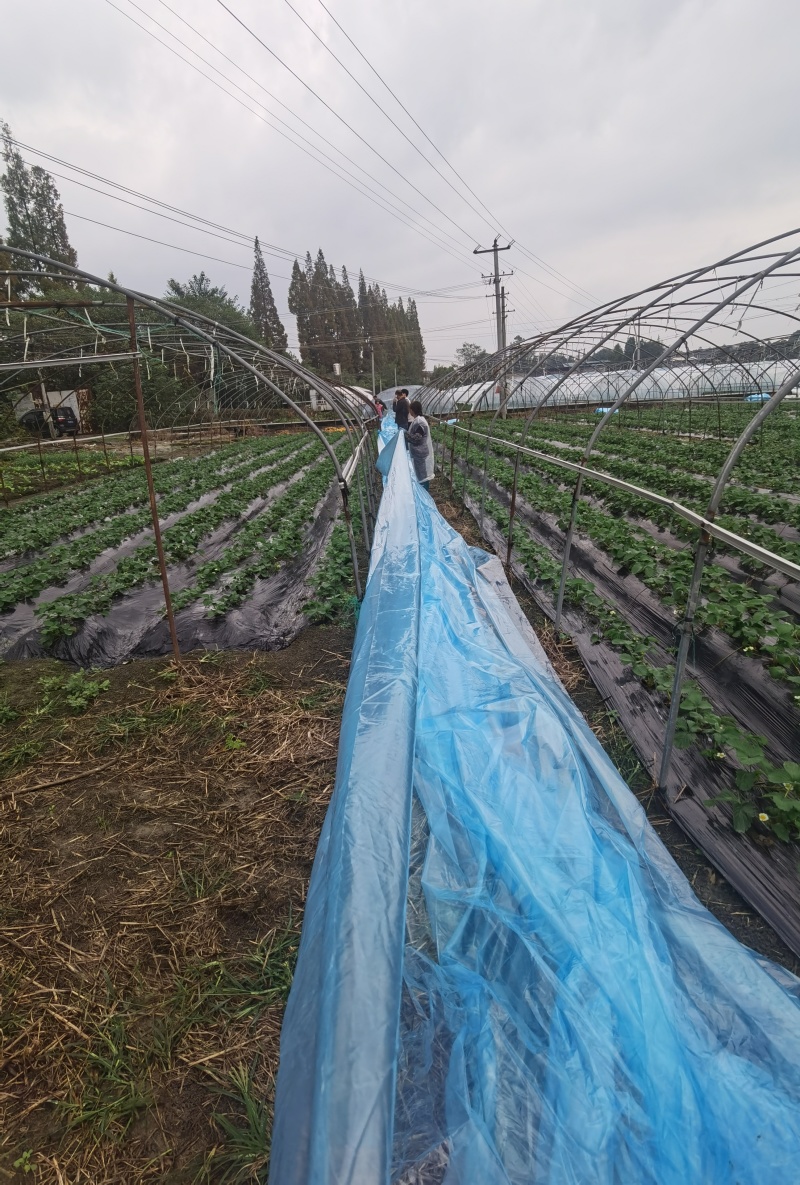 崇州市，草莓种植园出租，设施齐全。接手可种植