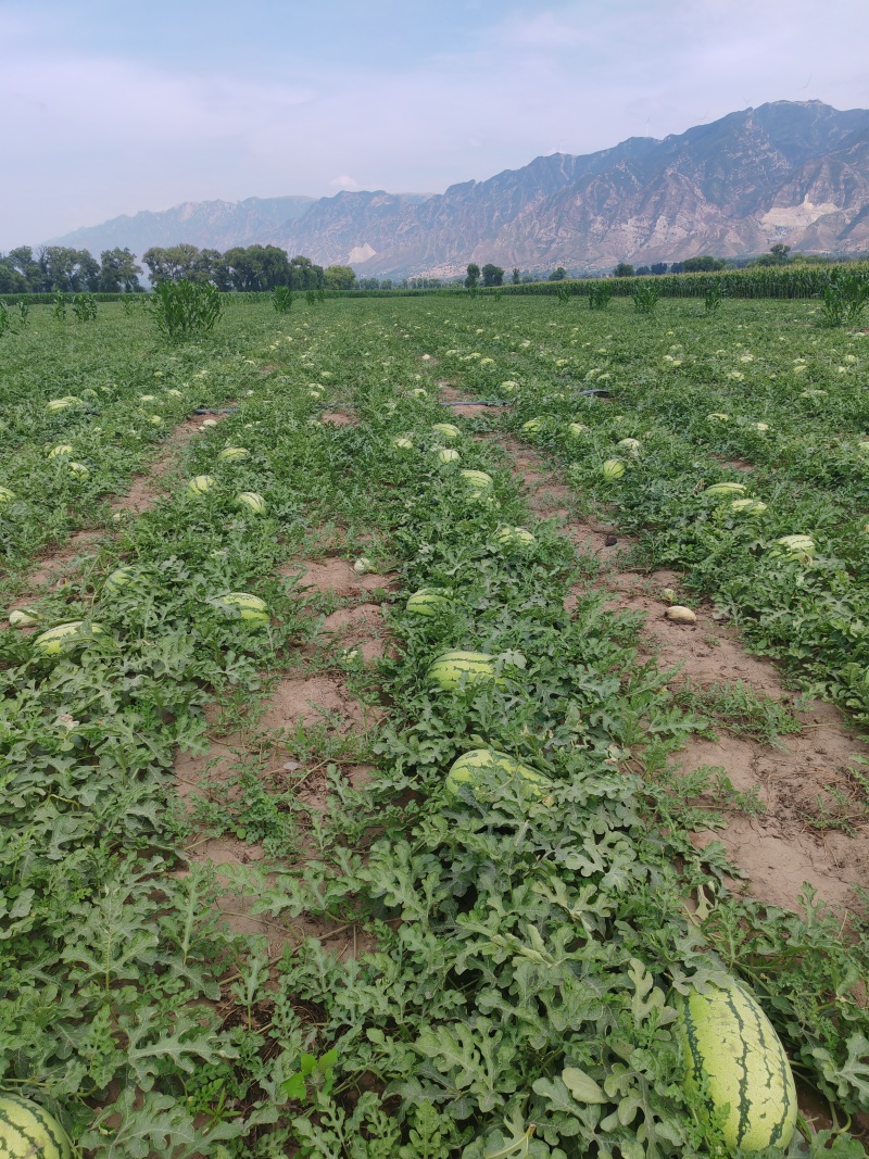 西瓜大量上市