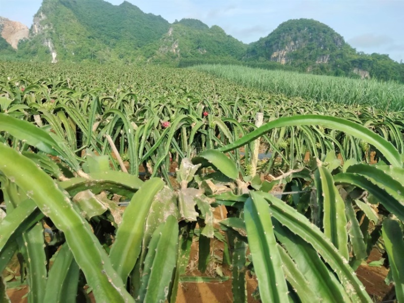 正宗金都一号红心火龙果规格齐全价格便宜产地直发
