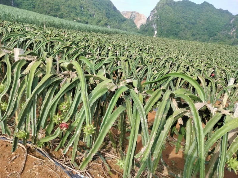 正宗金都一号红心火龙果规格齐全价格便宜产地直发