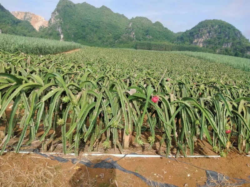 正宗金都一号红心火龙果规格齐全价格便宜产地直发