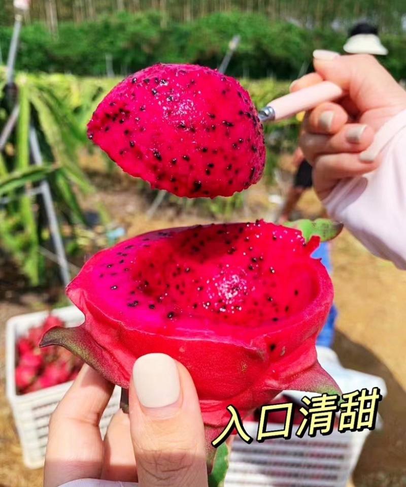 正宗金都一号红心火龙果规格齐全价格便宜产地直发