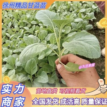 甘蓝苗，早春大棚甘蓝苗，包菜苗质量有保证，发货快
