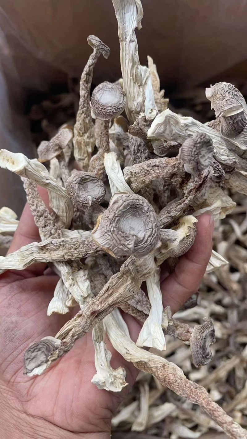 鹿茸菇地摊电商鹿茸菇干菌菇蘑菇干干鹿茸菇