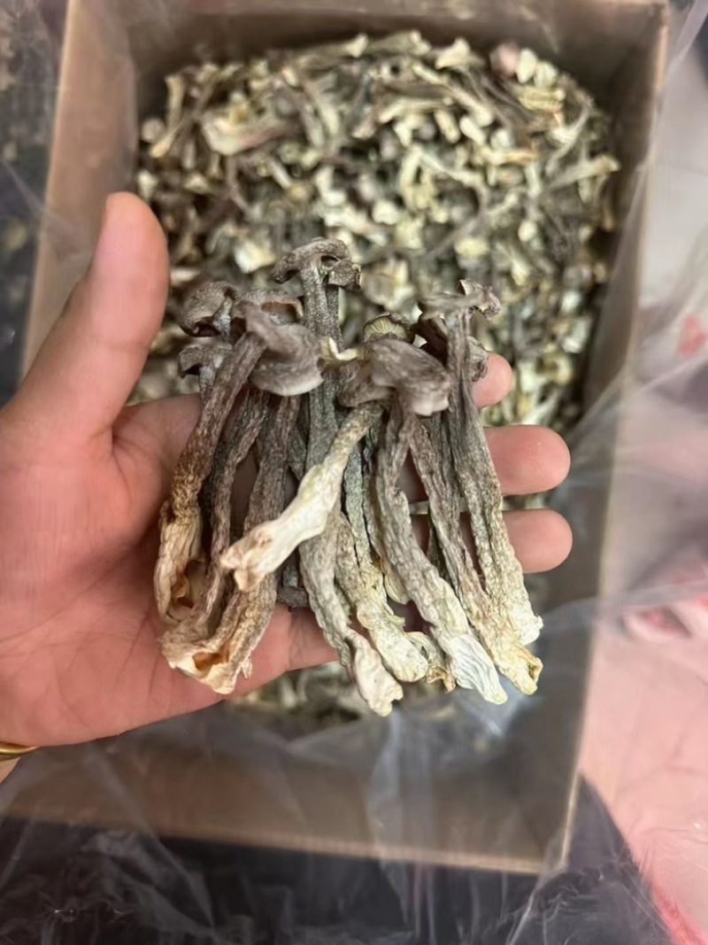 鹿茸菇地摊电商鹿茸菇干菌菇蘑菇干干鹿茸菇