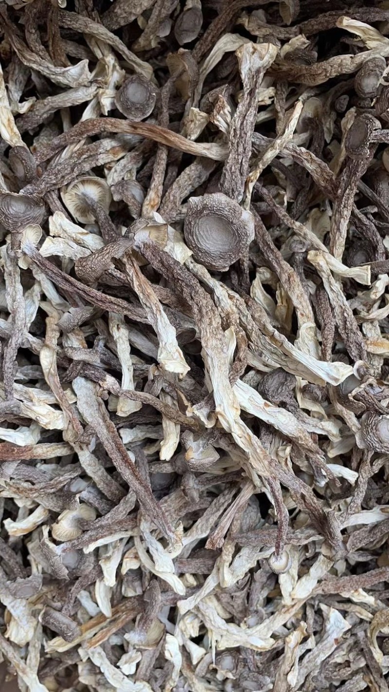 鹿茸菇地摊电商鹿茸菇干菌菇蘑菇干干鹿茸菇