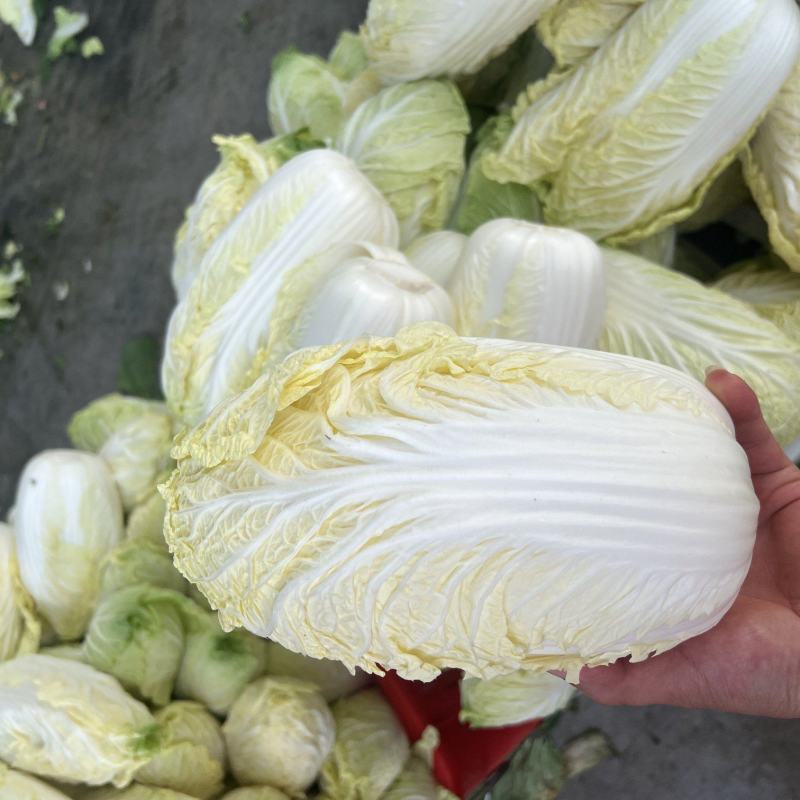 湖北娃娃菜，大量供应，规格齐全，产地直发，长期合作。
