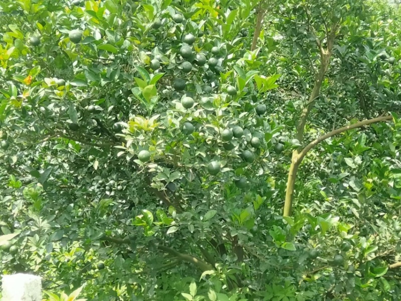 广西和柑橘自家果园价格优惠